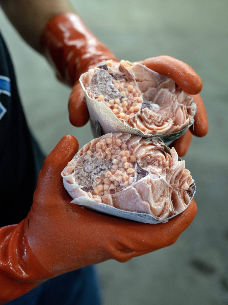 A production manager checking for proper freezing holds a salmon he broke in half, at Circle Seafoods in Metlakatla on Aug. 19, 2024. Over the last few years, the $6 billion Alaskan wild seafood market has been ensnared in a mix of geopolitics, macroeconomics, changing ocean temperatures and post-Covid whiplash that piled on top of long-building vulnerabilities in the business model. (Ash Adams/The New York Times)