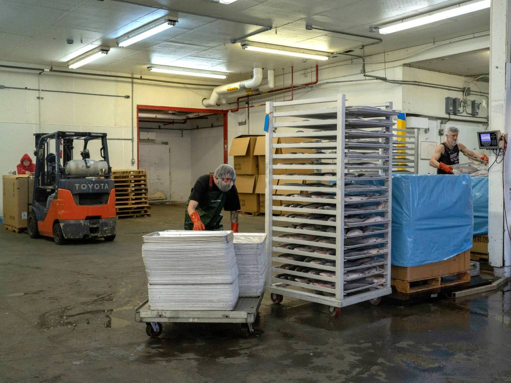 Inside Circle Seafoods processing facility in Metlakatla on Aug. 19, 2024. Over the last few years, the $6 billion Alaskan wild seafood market has been ensnared in a mix of geopolitics, macroeconomics, changing ocean temperatures and post-Covid whiplash that piled on top of long-building vulnerabilities in the business model. (Ash Adams/The New York Times)