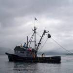 The F/V Liberty, captained by Trenton Clark, fishes the Pacific near Metlakatla on Aug. 20, 2024. Over the last few years, the $6 billion Alaskan wild seafood market has been ensnared in a mix of geopolitics, macroeconomics, changing ocean temperatures and post-Covid whiplash that piled on top of long-building vulnerabilities in the business model. (Ash Adams/The New York Times)