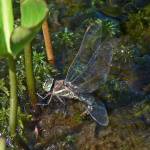 A blue darner lays her eggs in a shallow pond. (Photo by Bob Armstrong)