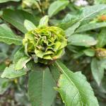 A willow rose develops in late summer. (Photo by Mary F. Willson)