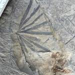 Meat-eating theropod dinosaurs left their tracks in mud 90 million to 100 million years ago as they travelled different directions across a spot now exposed by the upper Colville River. (Patrick Druckenmiller, UA Museum of the North)