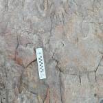 Ninety million to 100 million years since it last pulled in carbon dioxide, a ginkgo leaf fossil remains on a rock of the upper Colville River. (Patrick Druckenmiller, UA Museum of the North)