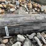 A petrified tree trunk rests on the beach of the upper Colville River. (Patrick Druckenmiller, UA Museum of the North)