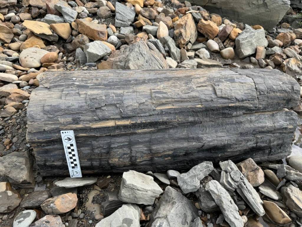 A petrified tree trunk rests on the beach of the upper Colville River. (Patrick Druckenmiller, UA Museum of the North)