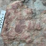 A dinosaur, possibly an ankylosaur, left this footprint with skin impression on the upper Colville River from 90 million to 100 million years ago. (Patrick Druckenmiller, UA Museum of the North)