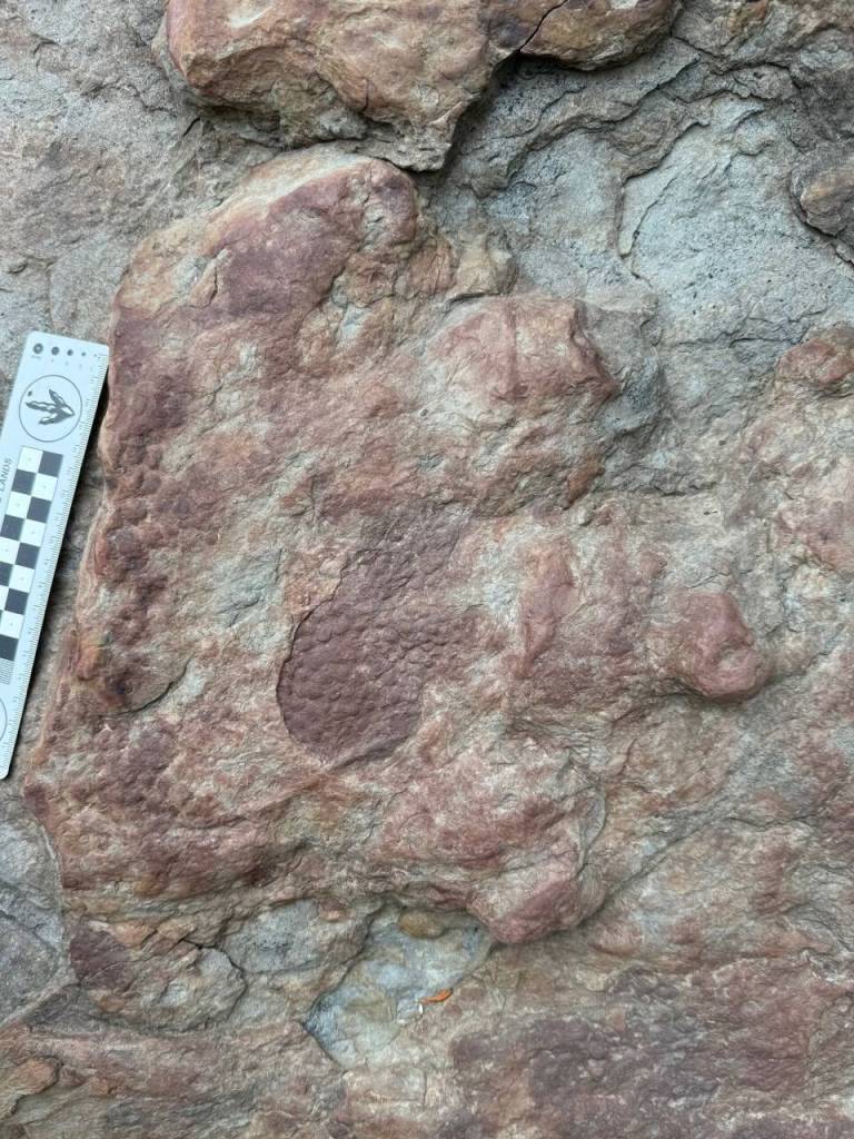 A dinosaur, possibly an ankylosaur, left this footprint with skin impression on the upper Colville River from 90 million to 100 million years ago. (Patrick Druckenmiller, UA Museum of the North)