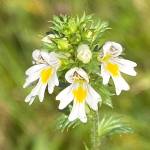Eyebright flowers occur in abundance along local trails. (Photo by Denise Carroll)