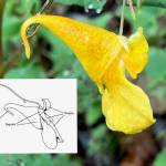 The floral display of jewelweed features petals and a large nectar-bearing sepal. The diagram identifies the structures. (Photo by Mary F. Willson, diagram by KM Hocker)