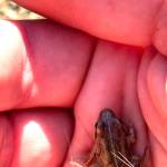The author cups a tiny wood frog on the UAF campus in August 2024. (Photo by Ned Rozell)