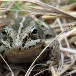 A wood frog pauses in the forest just off the Yukon River near the mouth of the Nation River. (Photo by Ned Rozell)