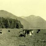 A 1927 historical photo of George Danner Sr.s dairy cows near todays Juneau Christian Center and Fred Meyer. (Courtesy www.juneauhistory.com)