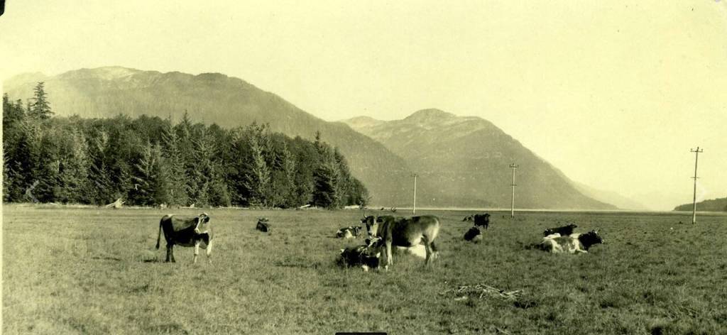 A 1927 historical photo of George Danner Sr.s dairy cows near todays Juneau Christian Center and Fred Meyer. (Courtesy www.juneauhistory.com)