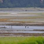 Two fishermen and a dog wade through Gastineau Channel from Douglas an hour after a 3.4-foot low tide on Sunday, Sept. 8. (Laurie Craig / Juneau Empire)