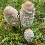 Shaggy mane mushrooms are characterized by tall, white, shaggy caps. (Photo by Deana Barajas)