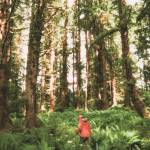 Language expert Kuyáang Ben Young walks amongst the ferns at Howkan. (Photo by Addy Mallott)
