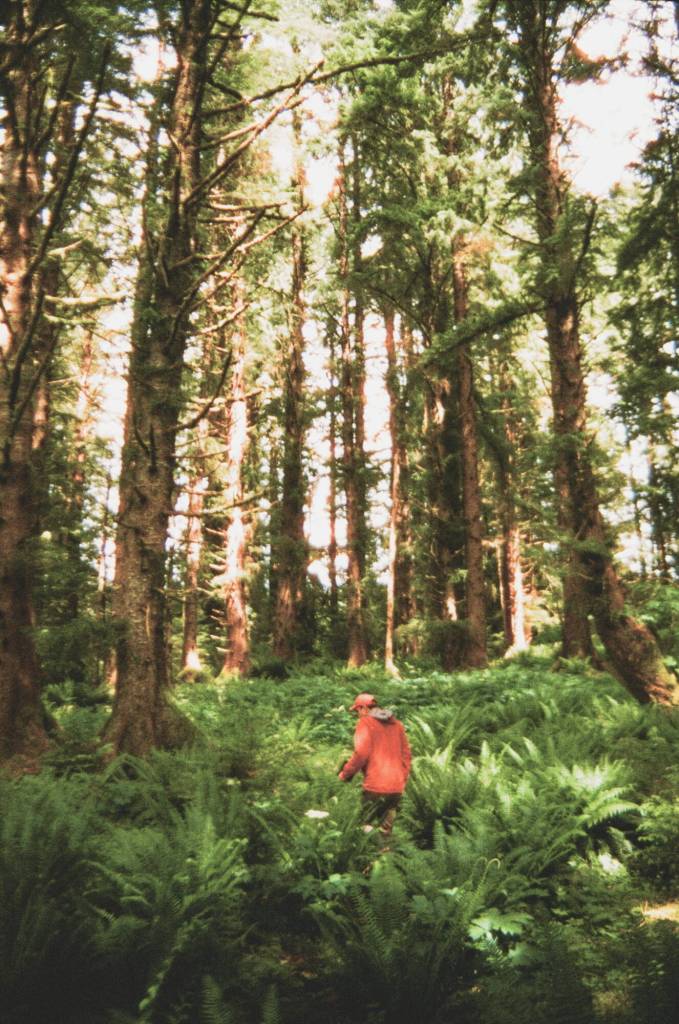 Language expert Kuyáang Ben Young walks amongst the ferns at Howkan. (Photo by Addy Mallott)