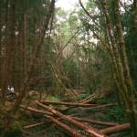 Back to Lands Week was a field trip to help participants gain a deeper understanding of the Sealaskas commitment to traditional lands and the work of its partners on the island of Prince of Wales. (Photo by Addy Mallott)