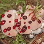 A young bleeding tooth mushroom sheds excess water in red drops. (Photo by Bob Armstrong)