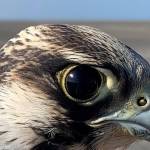 A male peregrine falcon that hatched in 2023 looks at the biologist who captured him on South Padre Island in Texas in late 2023. (Photo courtesy Padre Island Peregrine Falcon Survey)