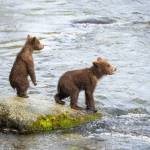 128 Spring Cub (left) competed in Fat Bear Junior, a spinoff that lets cubs vie for a chance to go up against the big guys. (K.Moore/National Park Service)