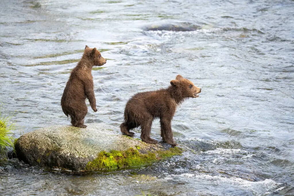 128 Spring Cub (left) competed in Fat Bear Junior, a spinoff that lets cubs vie for a chance to go up against the big guys. (K.Moore/National Park Service)