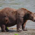 32 Chunk is competing in this years Fat Bear Week, after he made a lot of progress on his salmon-eating goals this summer. (E. Johnston/National Park Service)