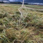 Tangly spider webs on delicate grass seed heads catch the light. (Photo by Mary F. Willson)