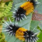 Spotted tussock moth caterpillars are the local version of woolly bears. (Photo by Bob Armstong)