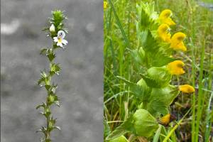 At the end of the season, eyebright flowers (left) adorn the top of the flowering stem. At right, yellow rattle (or rattle pod) has a long flowering season. (Left photo by KM Hocker, right photo by Deana Barajas)
