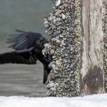 A crow pulls mussels from a dock piling. (Photo by Jos Bakker)