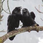 A pair of ravens converse quietly. (Photo by Bob Armstrong)