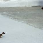 A short-tailed weasel pauses at the entrance to a building on the campus of the University of Alaska Fairbanks. (Photo by Ned Rozell)