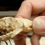 Link Olson holds the skull of a short-tailed weasel that a mountaineer donated to the University of Alaska Museum of the North.