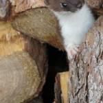 A short-tailed weasel defends its spot in a wood pile on the porch of a cabin within Denali National Park. (Photo by Ned Rozell)
