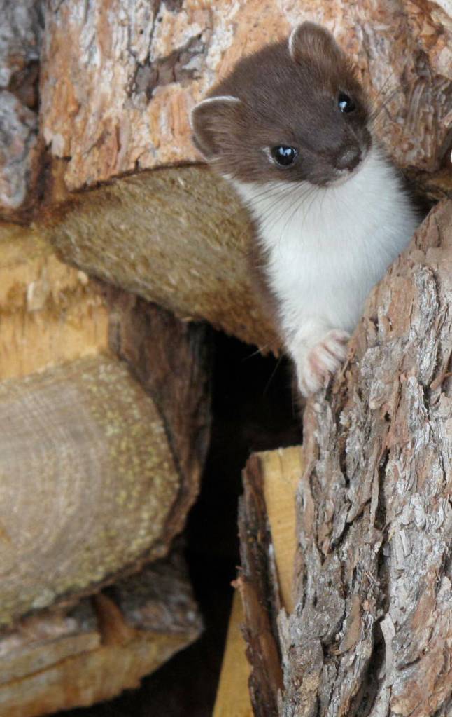 A short-tailed weasel defends its spot in a wood pile on the porch of a cabin within Denali National Park. (Photo by Ned Rozell)