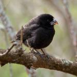 A medium ground finch in the Galapagos Islands. (Public domain photo under a CC BY-SA 2.0 license)