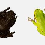 Extremes of the colour gradient of the Eastern San Antonio frog (Hyla orientalis). On the left, a specimen captured in Chernobyl inside the high contamination zone; on the right, a specimen captured outside the Exclusion Zone. (Germán Orizaola/Pablo Burraco, republished under a Creative Commons license)