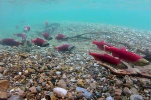 Spawning sockeye salmon returning from Bristol Bay swim in 2013 in Lake Clark National Park and Preserves Tazimina Lake. Sockeye salmon, also known as red salmon, accounted for about two-thirds of the value to commercial fishers of this years total Alaska salmon catch. (D. Young/National Park Service)