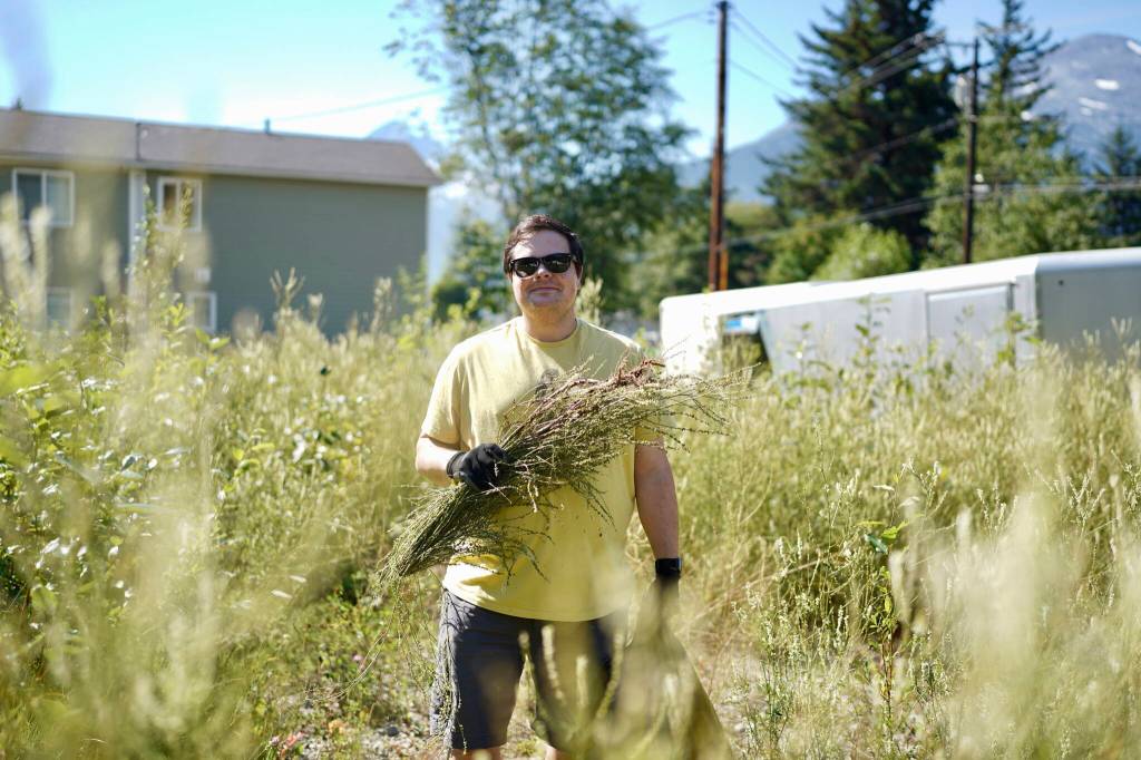 Outgoing Community Catalyst Jake Watson participating in an invasive species community weed pull hosted by Skagway Traditional Council. (Photo by Shaelene Grace Moler)