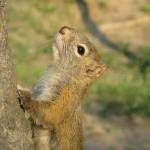 A red squirrel pauses on a tree on the University of Alaska Fairbanks campus. (Photo by Ned Rozell)