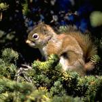 Canadian scientists have discovered intriguing behavior characteristics of the red squirrel. (Photo by T. Karels)