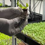 John Krapek holds a coconut husk and peat moss plug where a seed has germinated and tiny roots are growing. In about six weeks a full head of lettuce or herbs will be ready to harvest. (Laurie Craig / Juneau Empire)