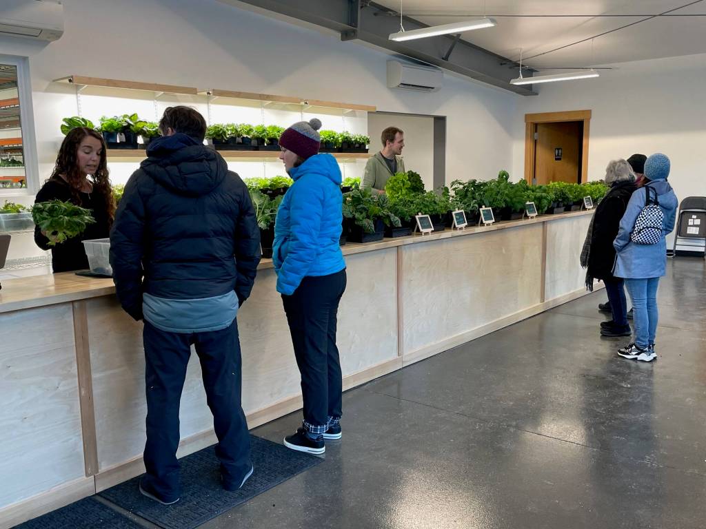 Amy White prepares a greens box for customers while John Krapek explains different fresh produce varieties to first-time shoppers at the new Juneau Greens storefront. (Laurie Craig / Juneau Empire)