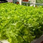 A bright green tray of living lettuce plants thrive in the indoor farm at Juneau Greens nine miles from downtown. (Laurie Craig / Juneau Empire)