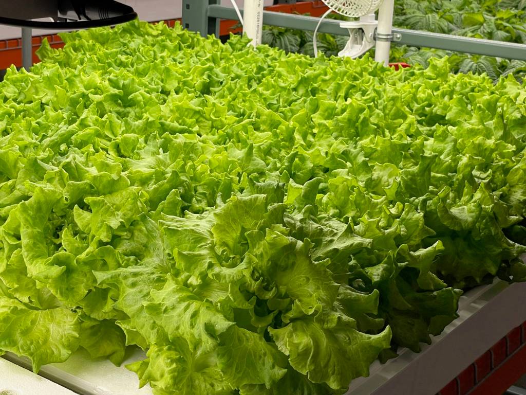 A bright green tray of living lettuce plants thrive in the indoor farm at Juneau Greens nine miles from downtown. (Laurie Craig / Juneau Empire)