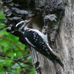 A female hairy woodpecker attends her nest. (Photo by Bob Armstrong)