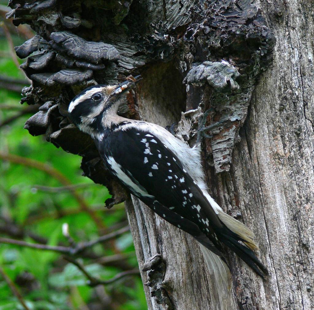 A female hairy woodpecker attends her nest. (Photo by Bob Armstrong)