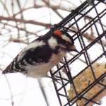 A male downy woodpecker pecks at a suet block with its small bill. (Photo by Steve Willson)