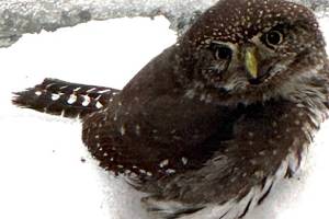 A pygmy owl in the snow outside the doorstep of a Juneau home. (Photo by Denise Carroll)